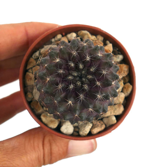 Copiapoa tenuissima dark purple succulent cactus with fine spines in small pot