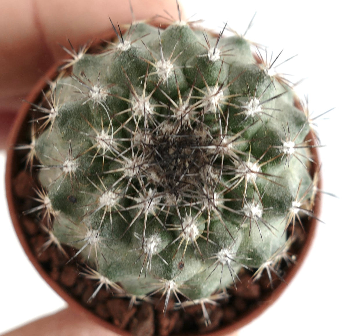 Copiapoa tenuissima small round green cactus with white areoles and thin spines