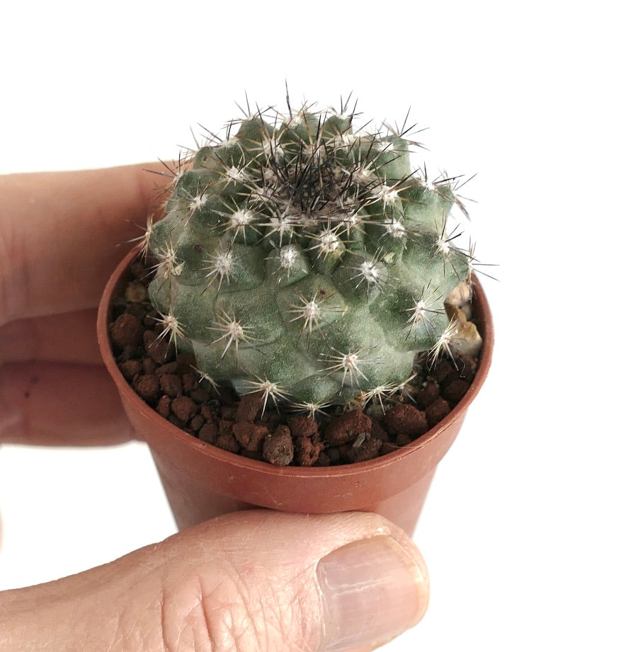 Copiapoa tenuissima small rare succulent cactus with dense spines in terracotta pot