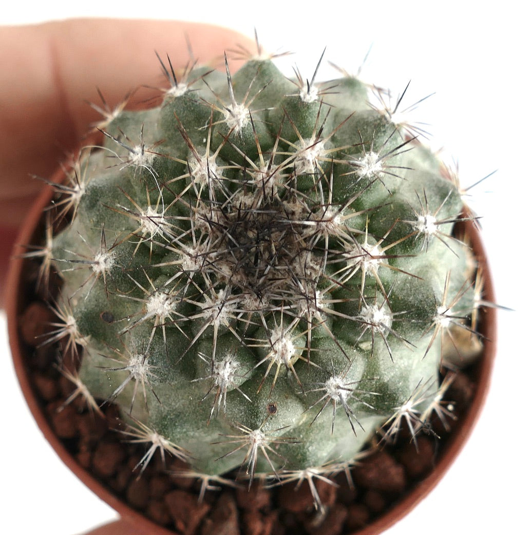 Copiapoa tenuissima rare succulent cactus with dense spines and rounded green body