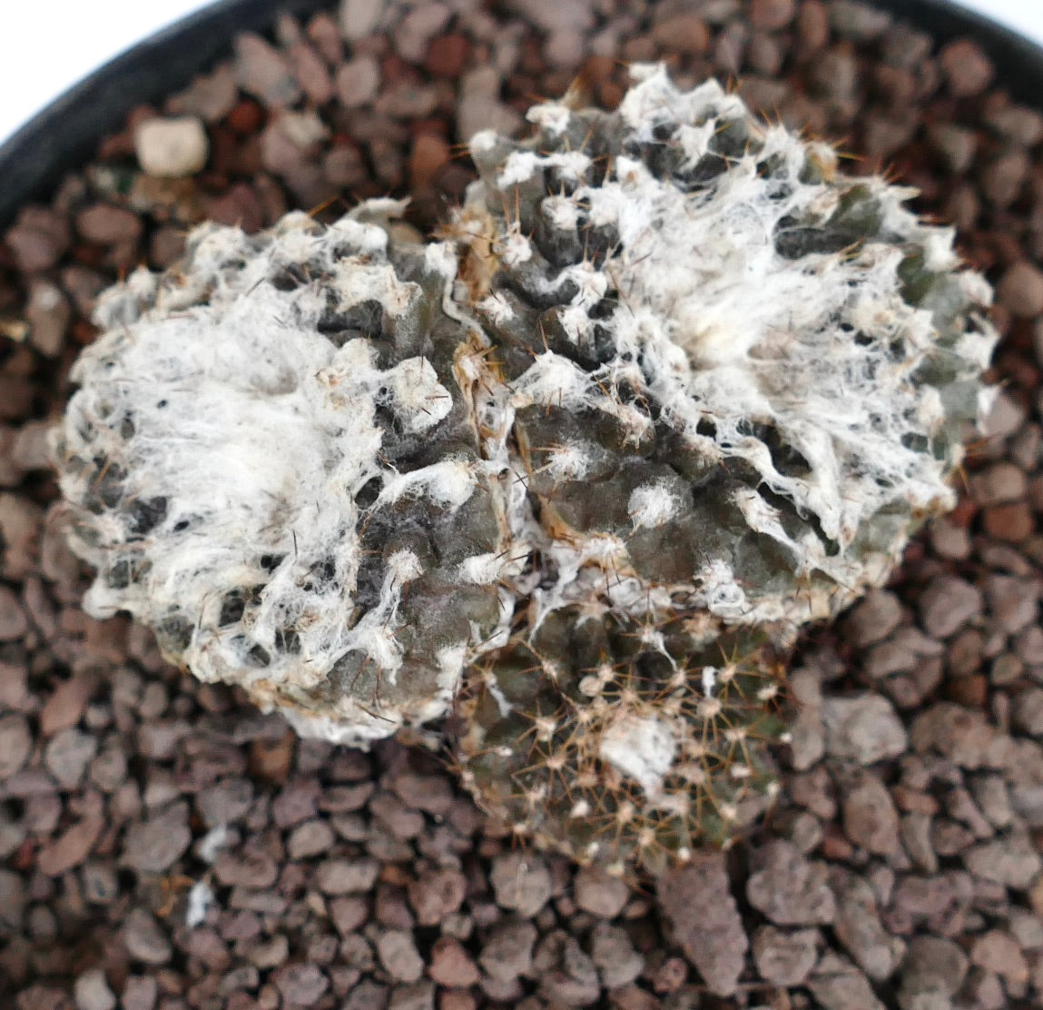 Copiapoa tenuissima FR539