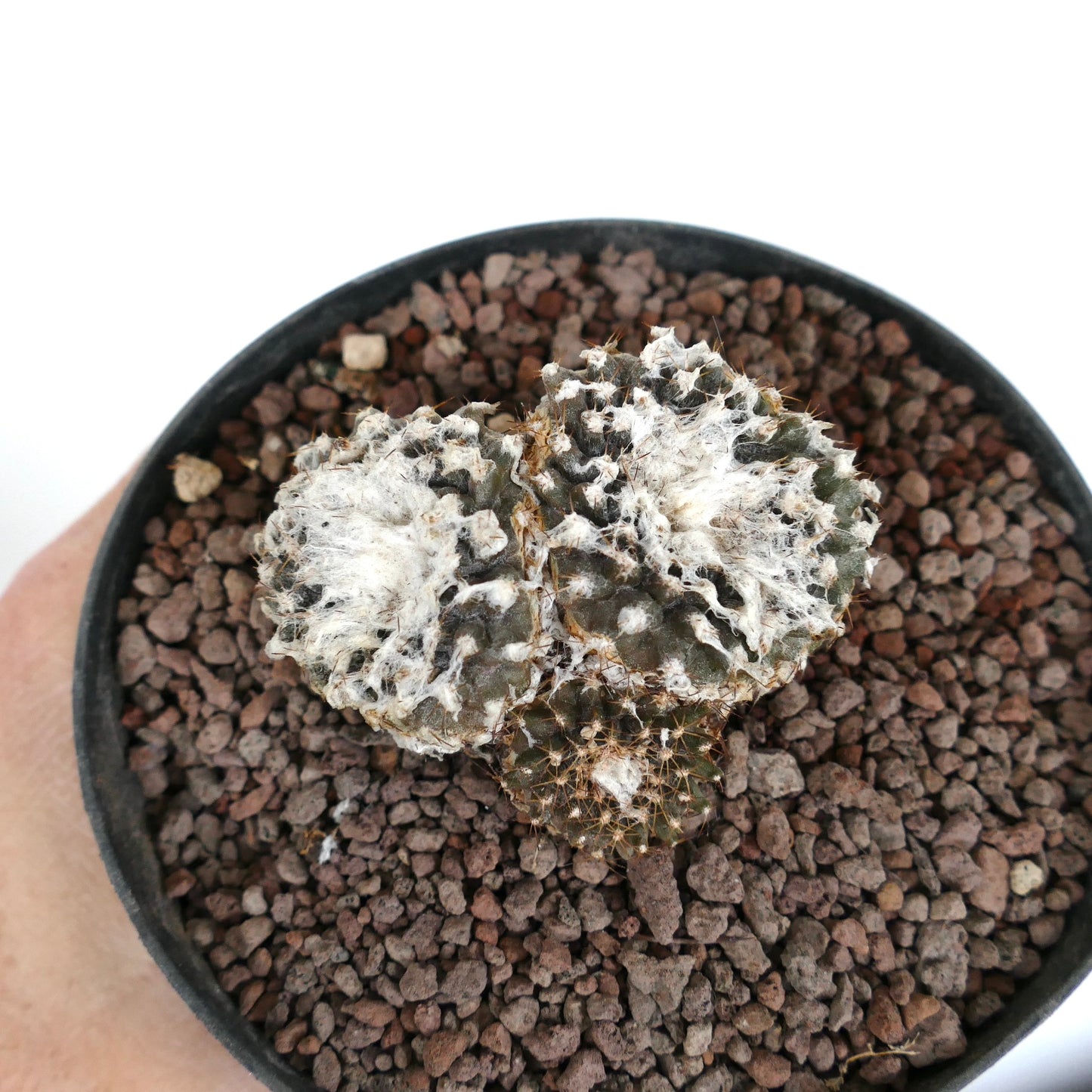 Copiapoa tenuissima FR539