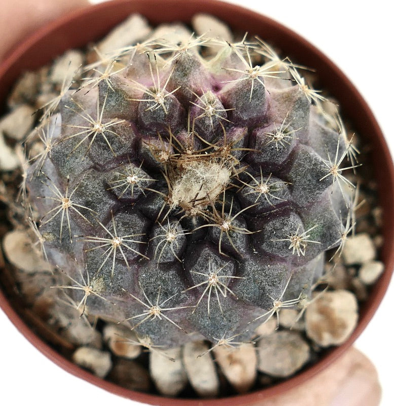 Copiapoa tenuissima rare succulent cactus with purple-gray body and sharp spines in pot