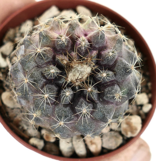 Copiapoa tenuissima seltener Sukkulenten-Kaktus mit lila-grauem Körper und scharfen Stacheln im Topf