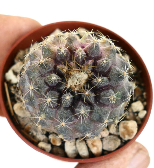 Copiapoa tenuissima seltener Sukkulenten-Kaktus mit leicht violettem Schimmer und zarten Stacheln im Topf