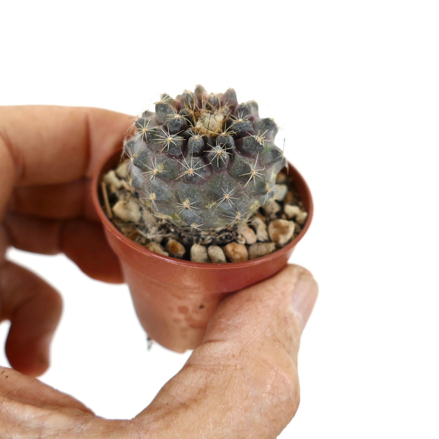 Copiapoa tenuissima small purple-gray cactus with fine spines in a tiny pot held by hand