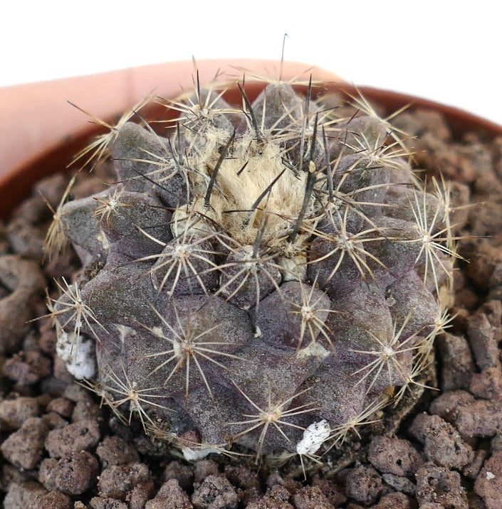 Copiapoa tenuissima small grey succulent cactus with dense spines and woolly center in pot