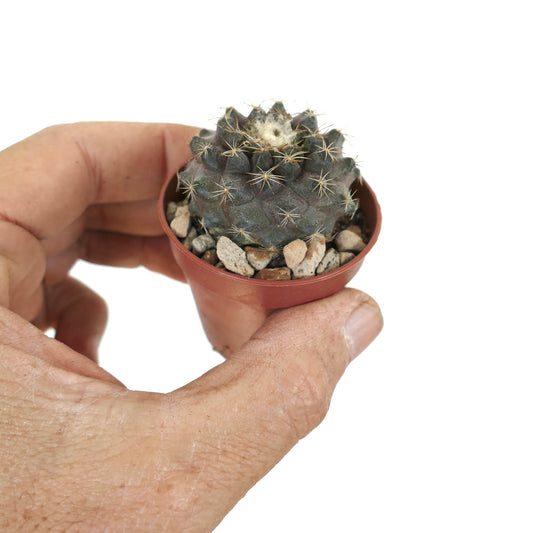 Copiapoa tenuissima small dark green cactus with fine spines in a mini pot held by hand