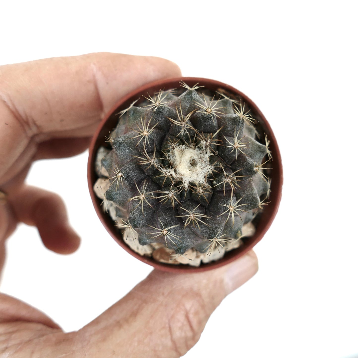 Copiapoa tenuissima small dark succulent cactus with fine spines and woolly center in pot
