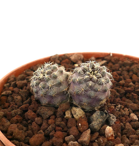 Copiapoa tenuissima small purple succulent cactus with fine spines in rocky soil