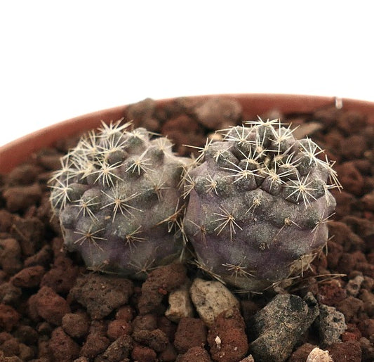 Copiapoa tenuissima small purple succulent cactus with thin white spines in rocky soil