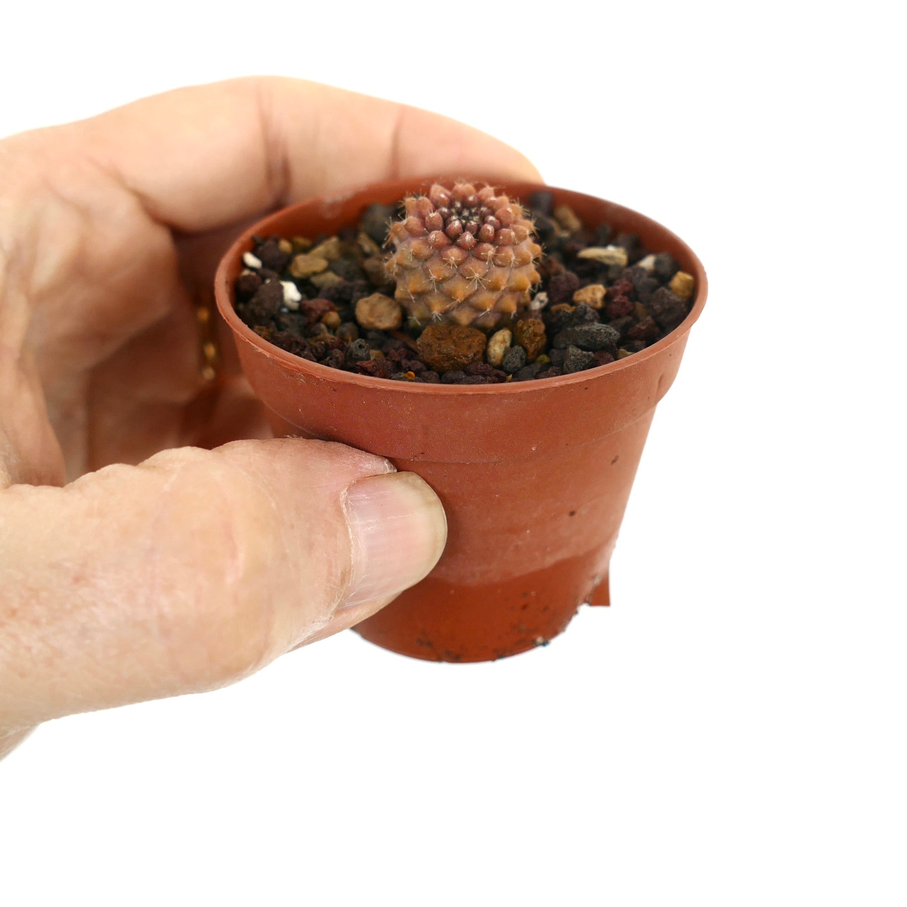 Copiapoa tenuissima small succulent cactus with reddish spines in a tiny pot held by hand