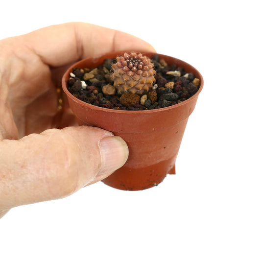 Copiapoa tenuissima small succulent cactus with reddish spines in a tiny pot held by hand