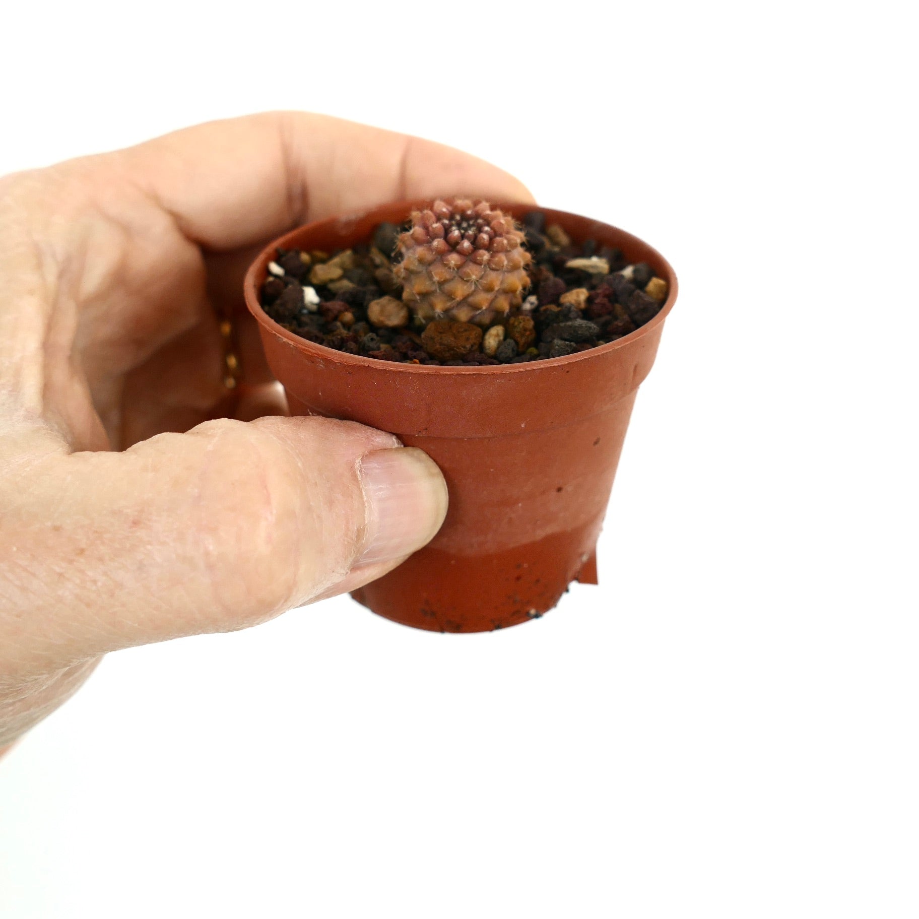 Copiapoa tenuissima small round succulent cactus with dense spines in a brown pot