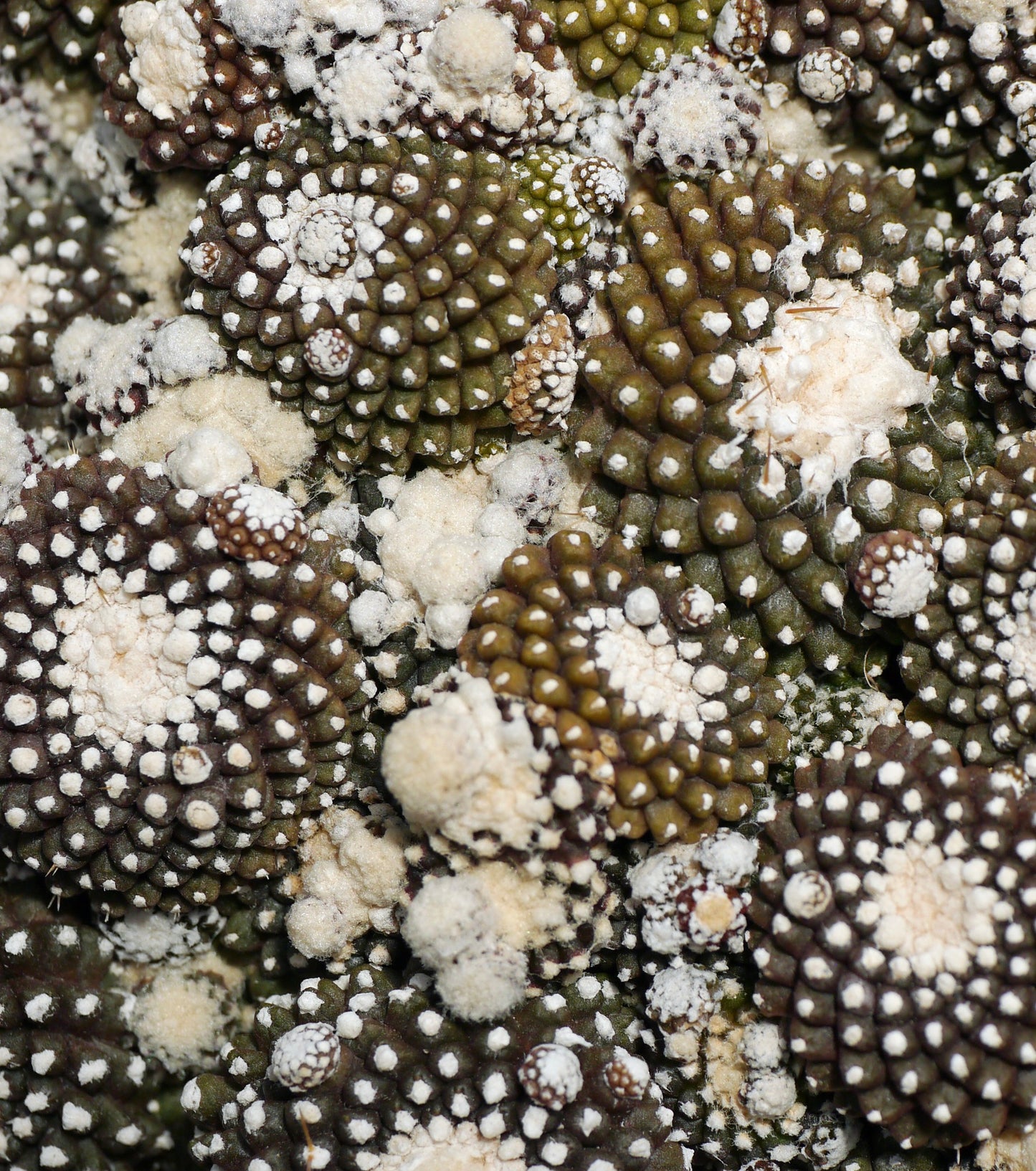 صبار كوبيابوا تينويزيما العصاري مع نُتوءات بيضاء صوفية كثيفة ونمط نمو متجمع