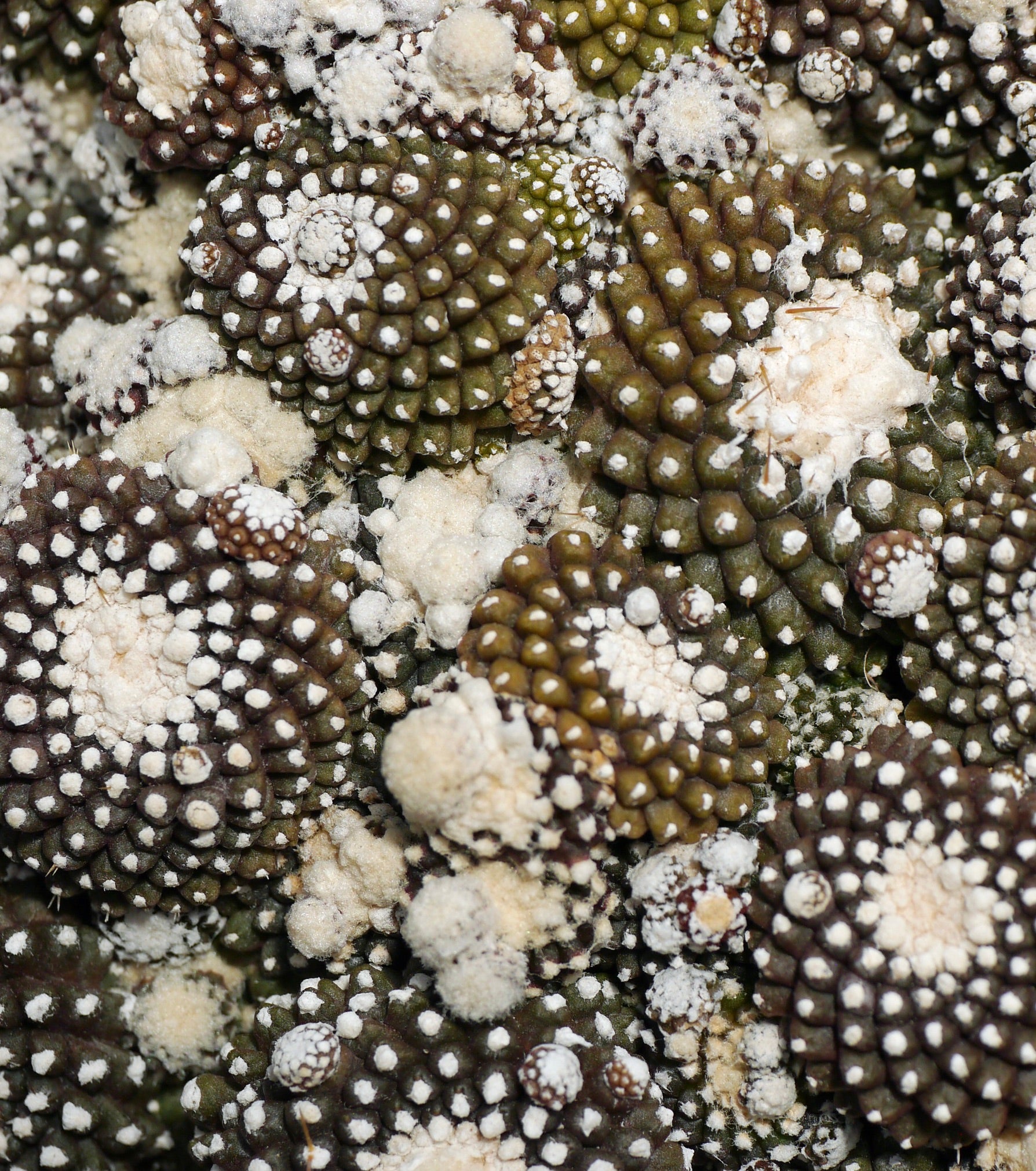 صبار كوبيابوا تينويزيما العصاري مع نُتوءات بيضاء صوفية كثيفة ونمط نمو متجمع