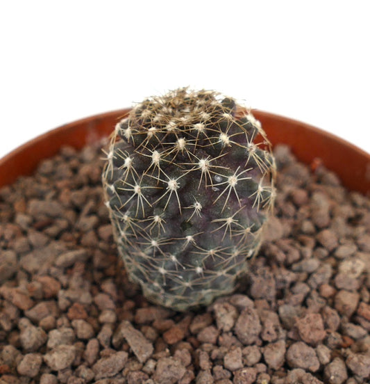 Copiapoa tenuissima small dark green cactus with thin yellow spines in pot