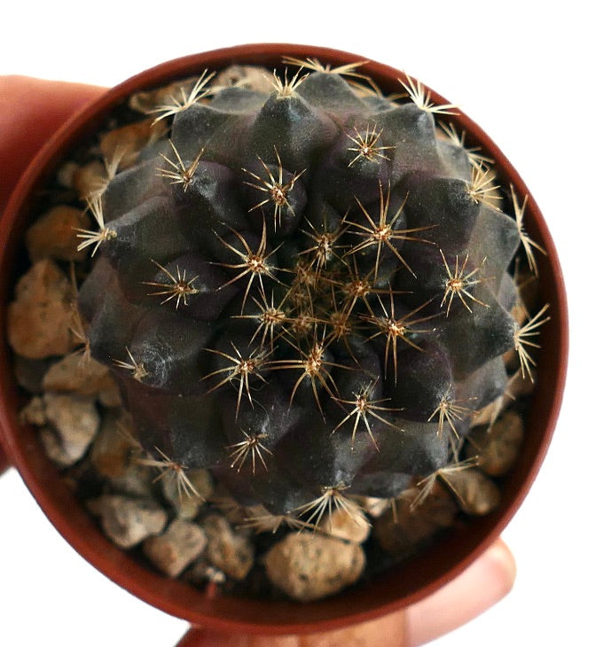 Copiapoa tenuissima rare dark purple cactus with sharp golden spines succulent specimen