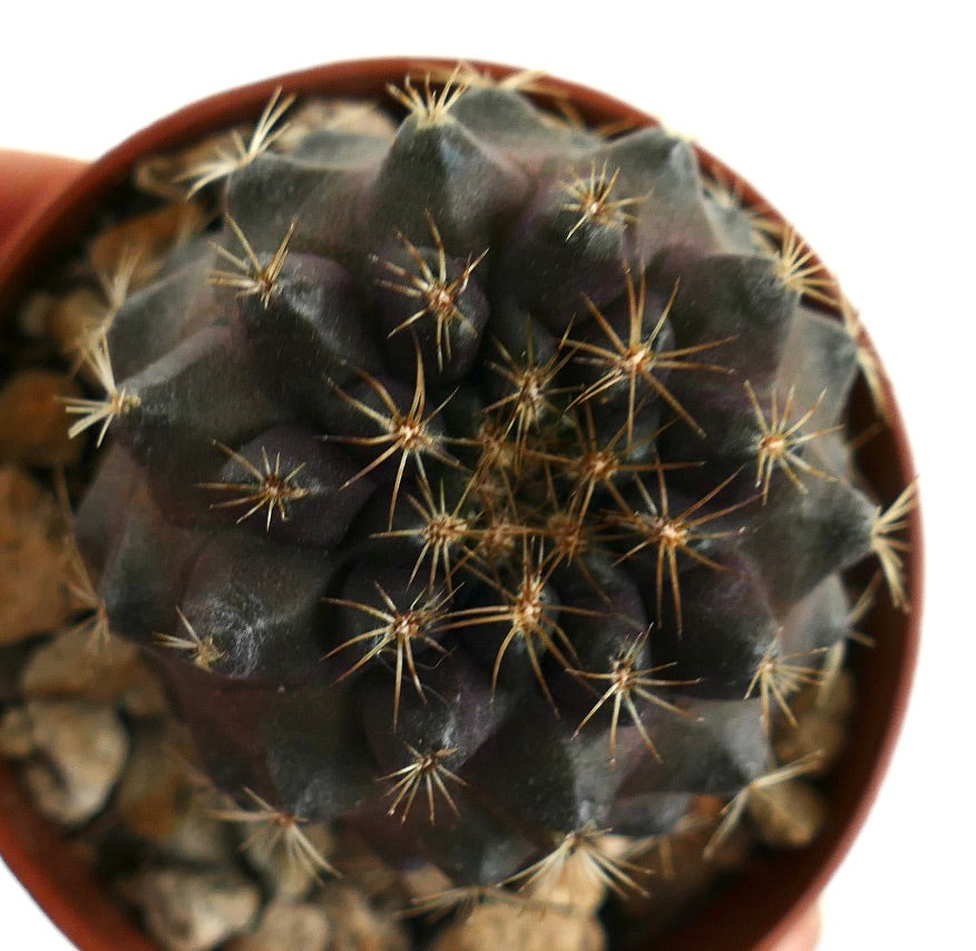 Copiapoa tenuissima rare dark succulent cactus with sharp golden spines in pot