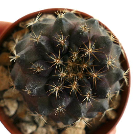 Copiapoa tenuissima rare dark succulent cactus with sharp golden spines in pot