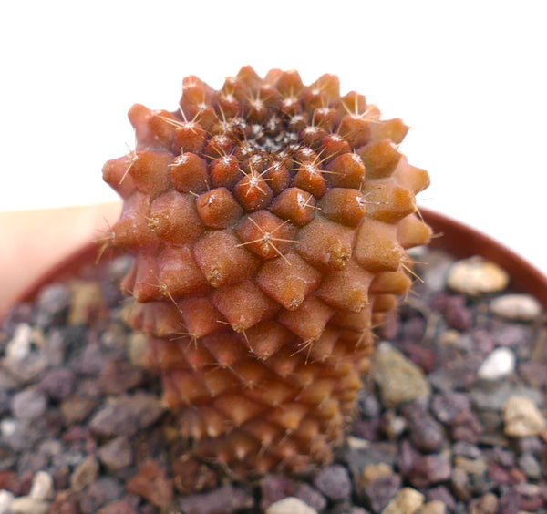 コピアポア・テヌイッシマ｜希少な斑入りサボテン｜Botanical Archive｜