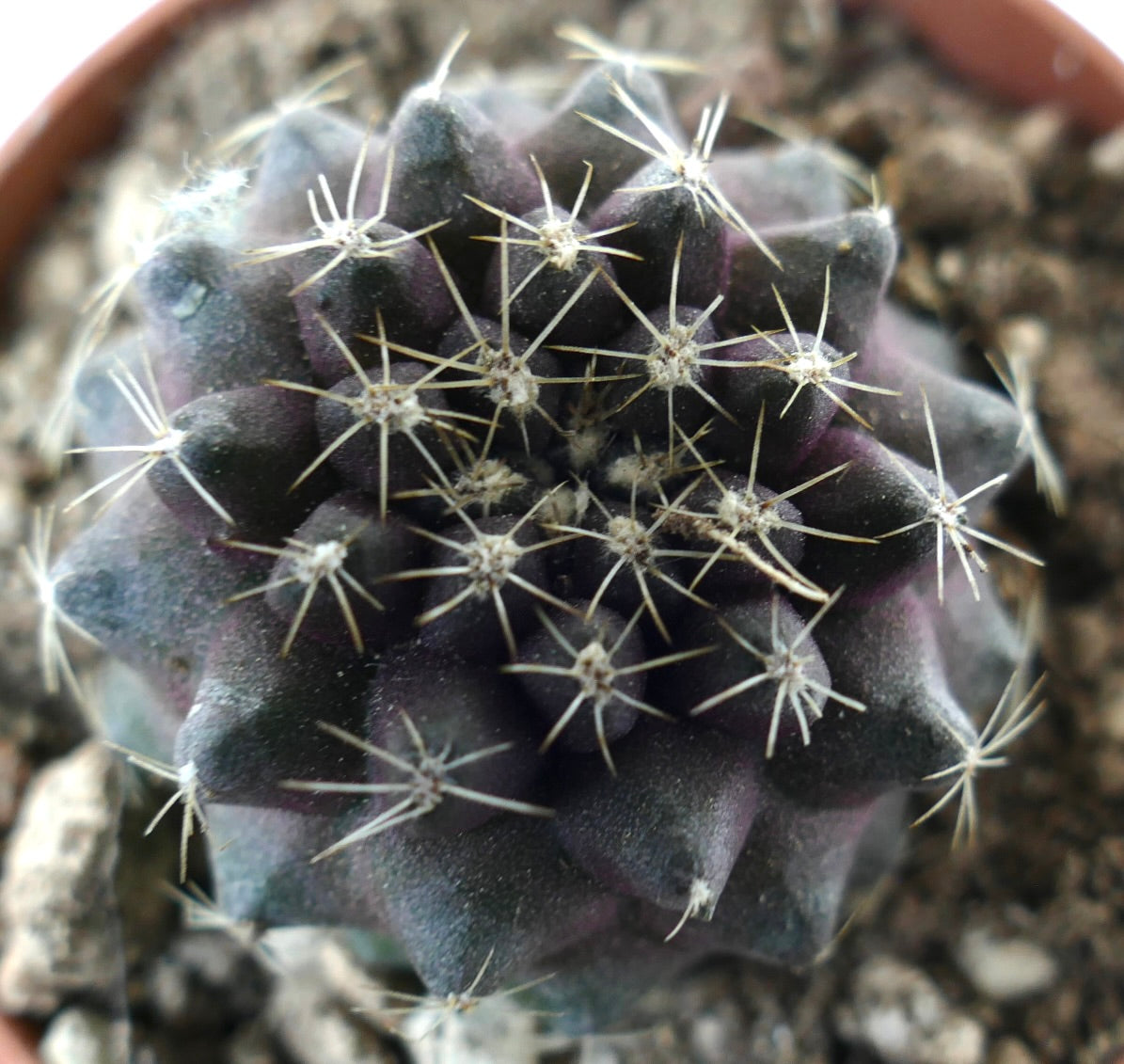 Copiapoa tenuissima small dark succulent cactus with fine white spines and ribbed body