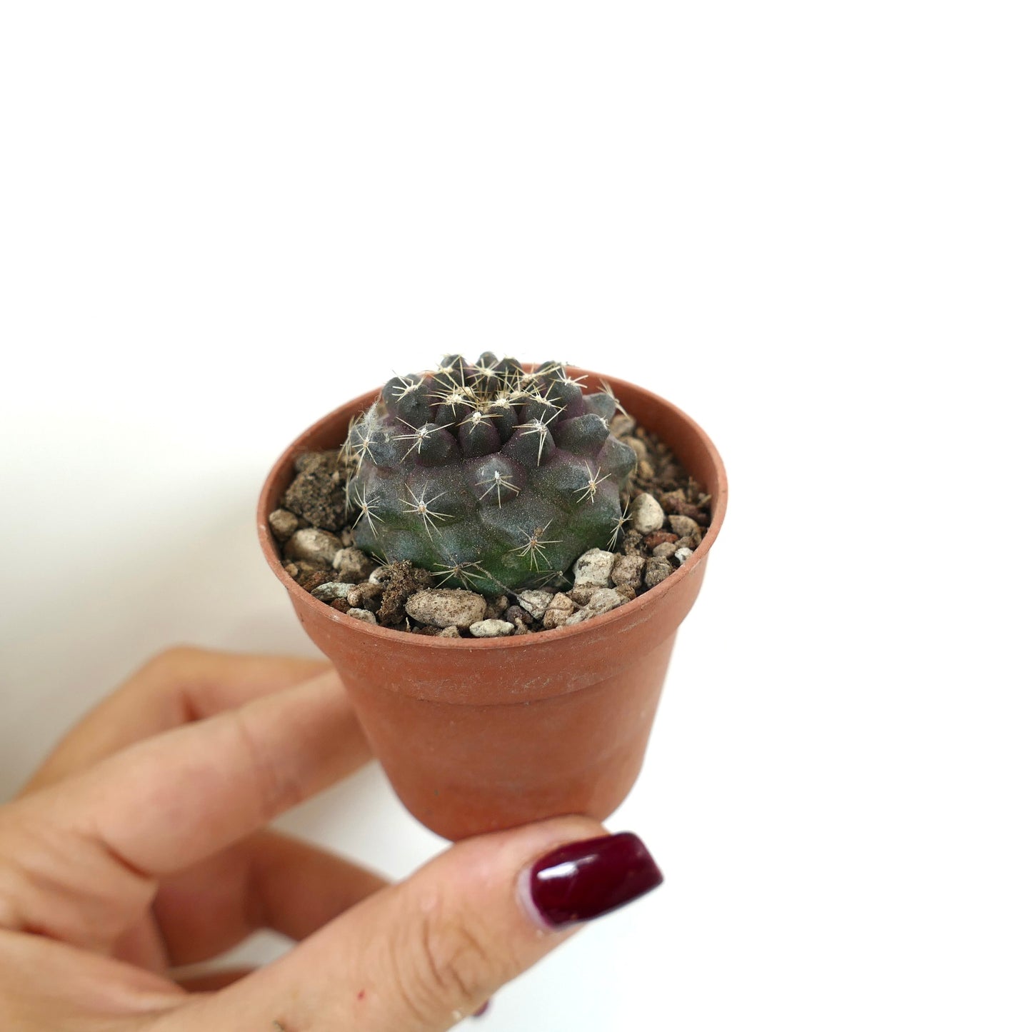 Copiapoa tenuissima small dark-gray cactus with white spines in terracotta pot