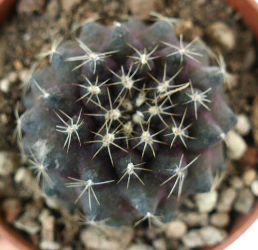 Kleiner dunkelgrauer Copiapoa tenuissima Kaktus mit dünnen weißen Stacheln im Topf