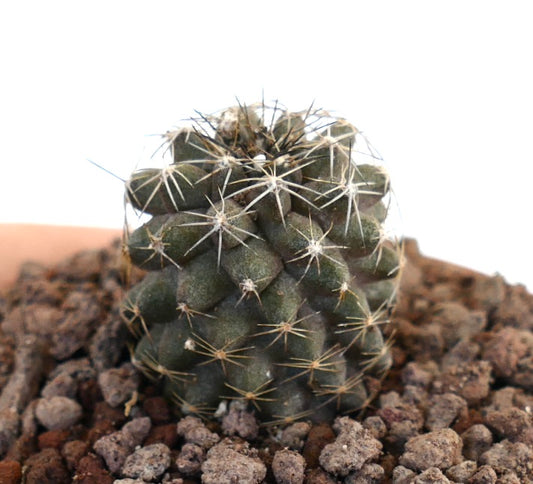 Copiapoa tenuissima X Copiapoa continua small dark green cactus with dense sharp spines and textured surface