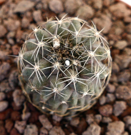 Copiapoa tenuissima X Copiapoa continua small round cactus with dense white spines and green body