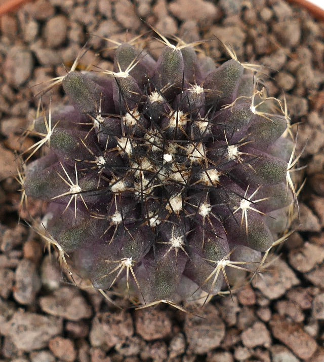 Copiapoa tenuissima X continua dunkelvioletter Sukkulenten-Kaktus mit scharfen Stacheln und abgerundeten Rippen