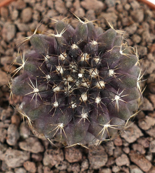 Copiapoa tenuissima X continua dunkelvioletter Sukkulenten-Kaktus mit scharfen Stacheln und abgerundeten Rippen