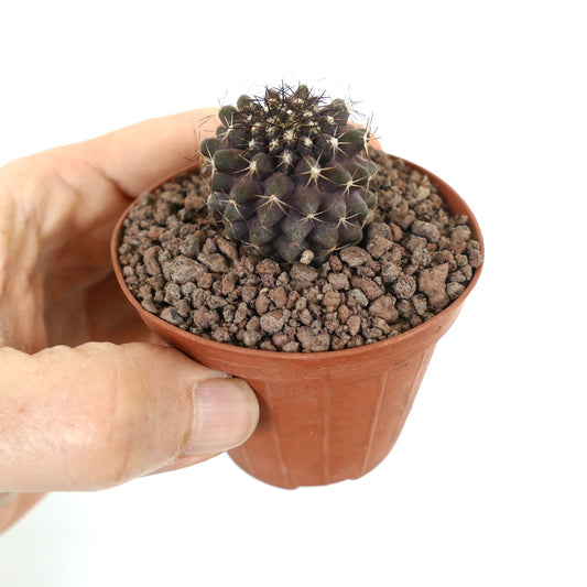 Copiapoa tenuissima X continua kleiner dunkelvioletter Kaktus mit scharfen Stacheln im Topf