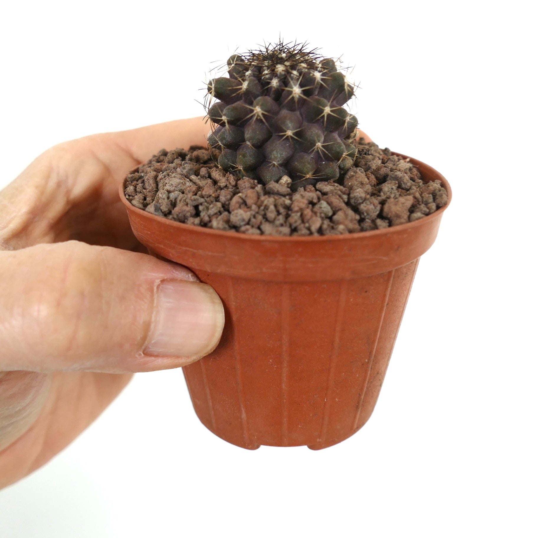 Kleine Copiapoa tenuissima X continua dunkelgrüne Kaktee mit scharfen Stacheln im braunen Topf