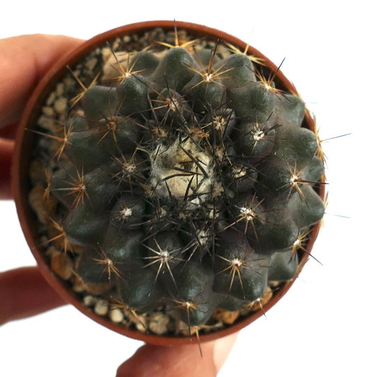 Rare Copiapoa tenuissima X humilis cactus with dark green body and sharp spines