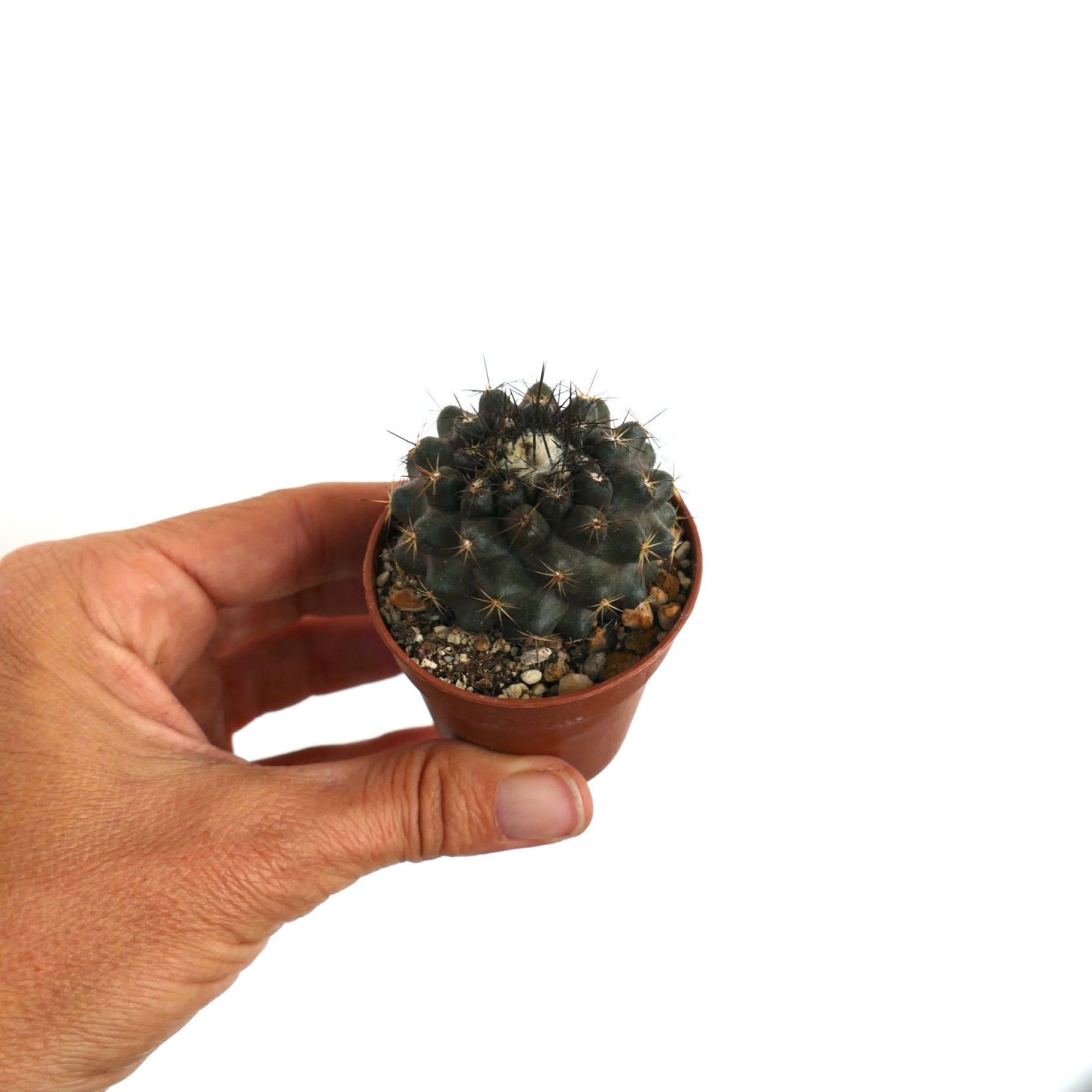 코피아포아 테누이시마 X 휴밀리스 희귀 진한 녹색 선인장 뾰족한 가시