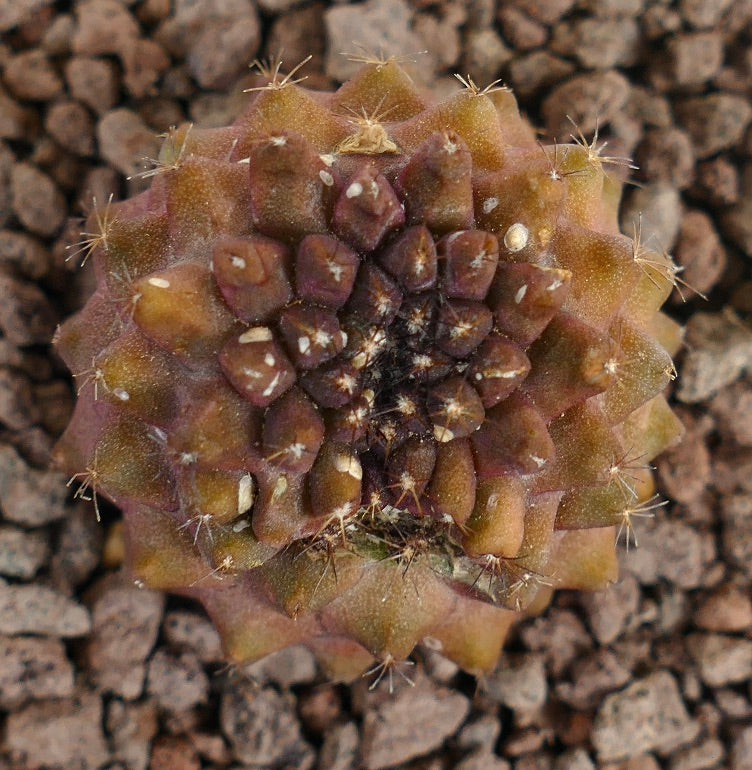 Copiapoa tenuissima X hypogaea zeldzame vetplant cactus met bruingekleurde gesegmenteerde stam en kleine stekels