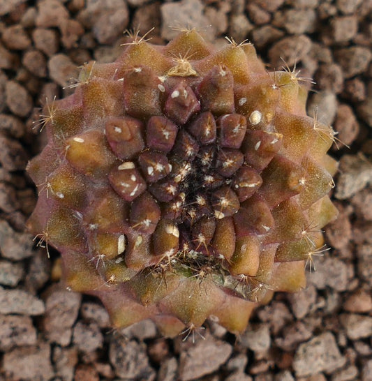 Copiapoa tenuissima X hypogaea seltener Sukkulenten-Kaktus mit bräunlich segmentiertem Körper und kleinen Stacheln