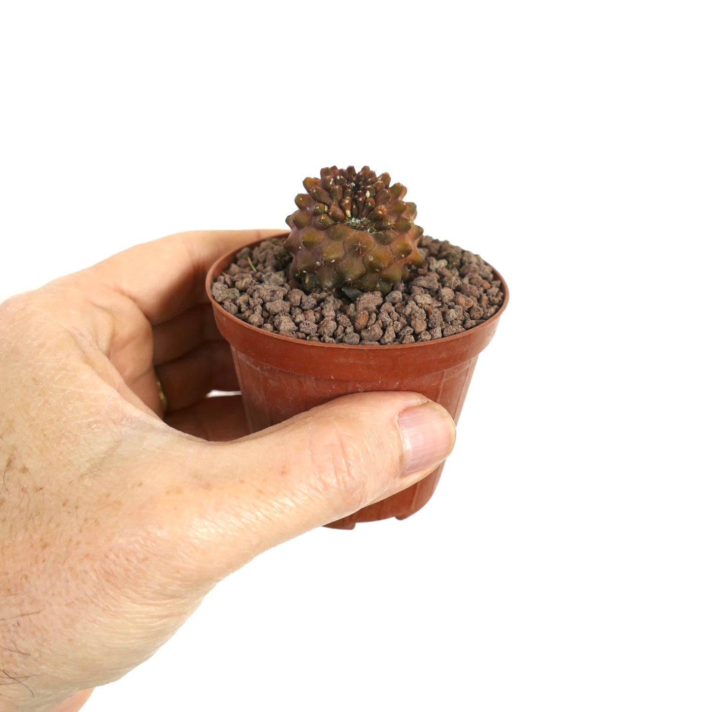 Kleine bruine succulente cactus Copiapoa tenuissima X hypogaea met gebundelde knobbeltjes in pot