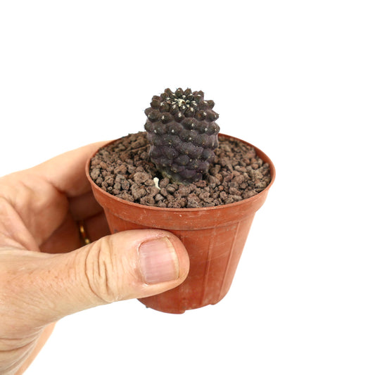 Kleiner dunkelvioletter Sukkulenten-Kaktus Copiapoa tenuissima X hypogaea mit gruppierten Warzen im Topf