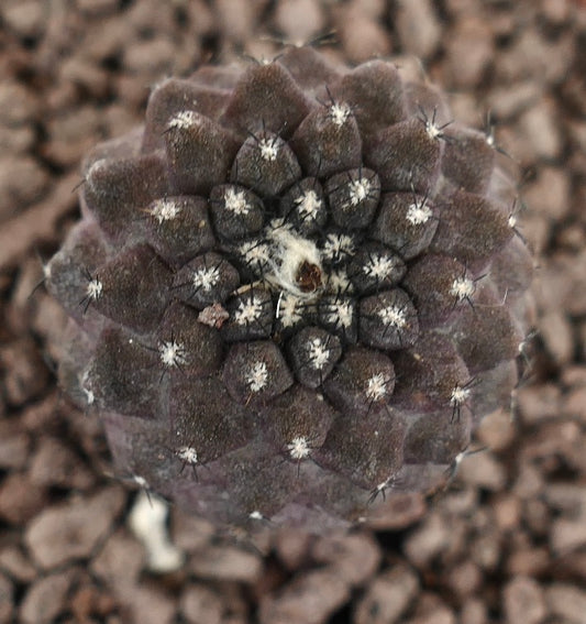 Copiapoa tenuissima X hypogaea seltener dunkelvioletter Sukkulenten-Kaktus mit kleinen Dornen und wolligen Areolen