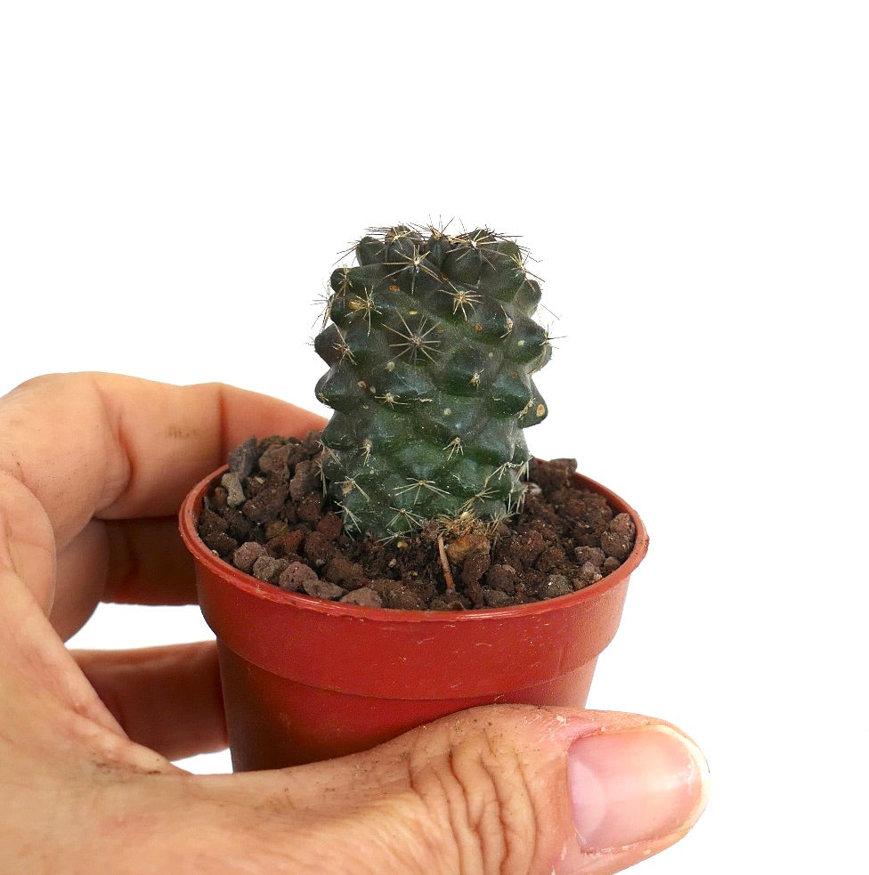 Copiapoa tenuissima EUQ43