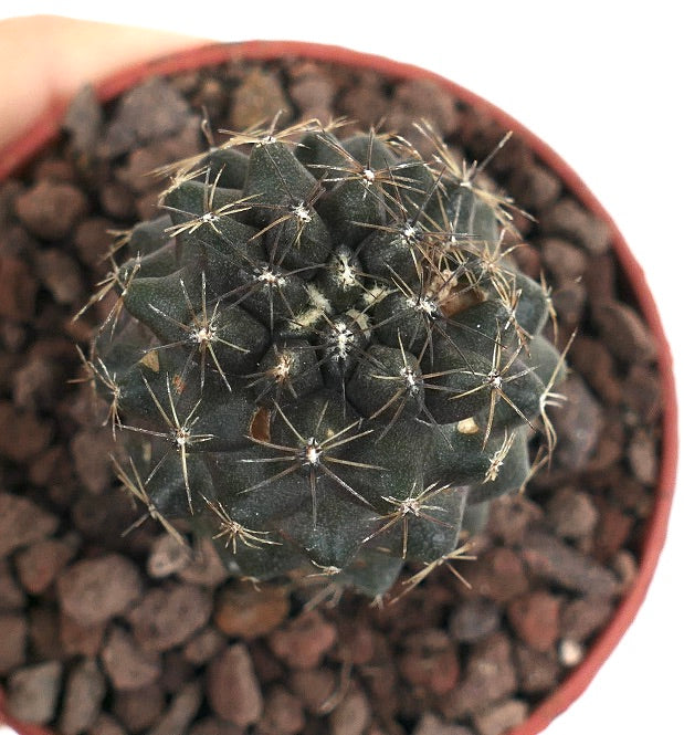 Copiapoa tenuissima EUQ43