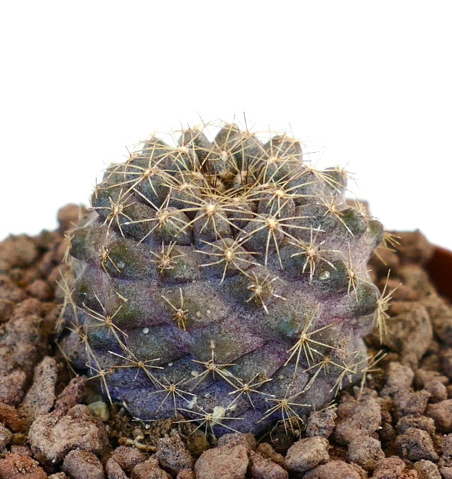 Copiapoa tenuissima small round cactus with dense golden spines and purple-green body