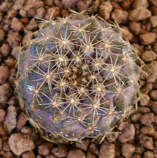 Copiapoa tenuissima small round succulent cactus with fine yellow spines on rocky soil
