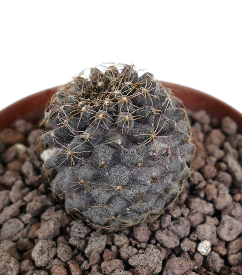 Copiapoa tenuissima small dark gray succulent cactus with thin brown spines in pot