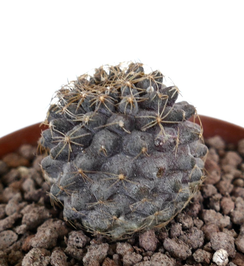 Copiapoa tenuissima dark purple succulent cactus with fine yellow spines in pot