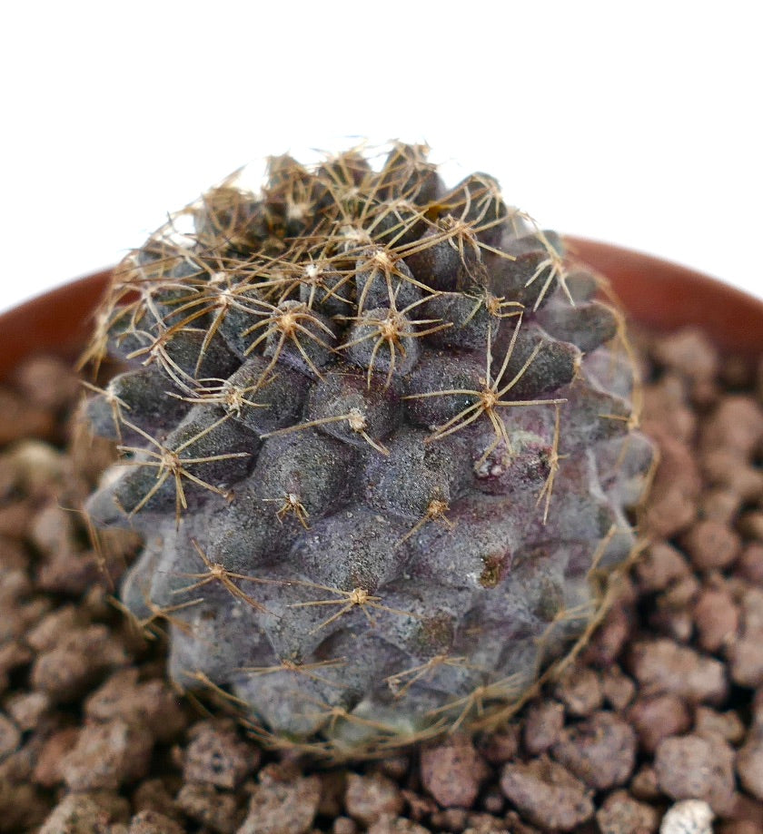 Copiapoa tenuissima small dark purple succulent cactus with sparse thin spines in pot