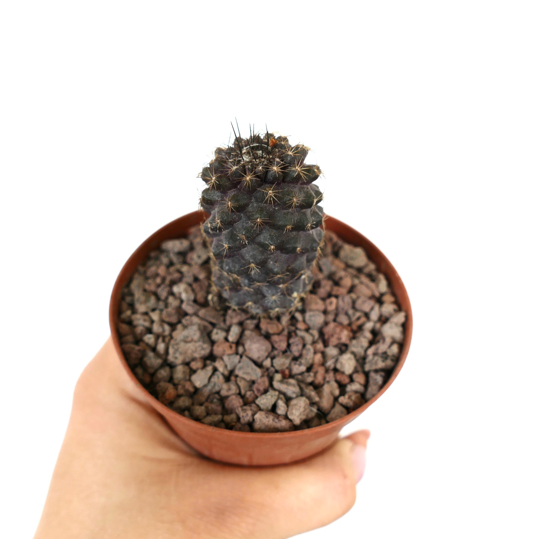 Piccolo cactus succulento scuro Copiapoa tenuissima con spine corte in vaso di terracotta