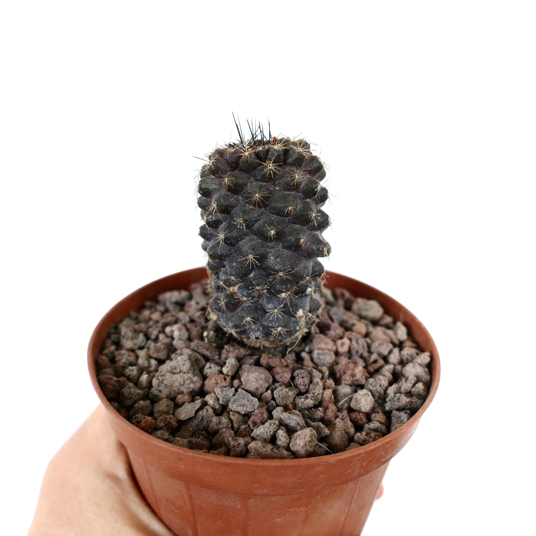Piccolo cactus succulento scuro Copiapoa tenuissima con spine sottili in vaso terracotta
